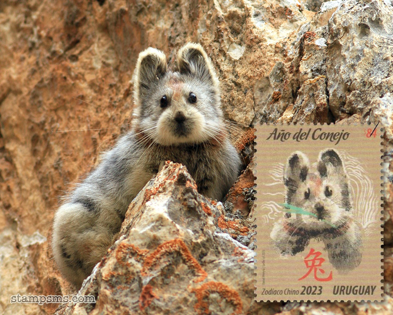 濒危物种伊犁鼠兔登上乌拉圭《兔年》生肖邮票